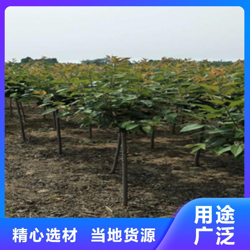 樱花蓝莓苗用心做好每一件产品