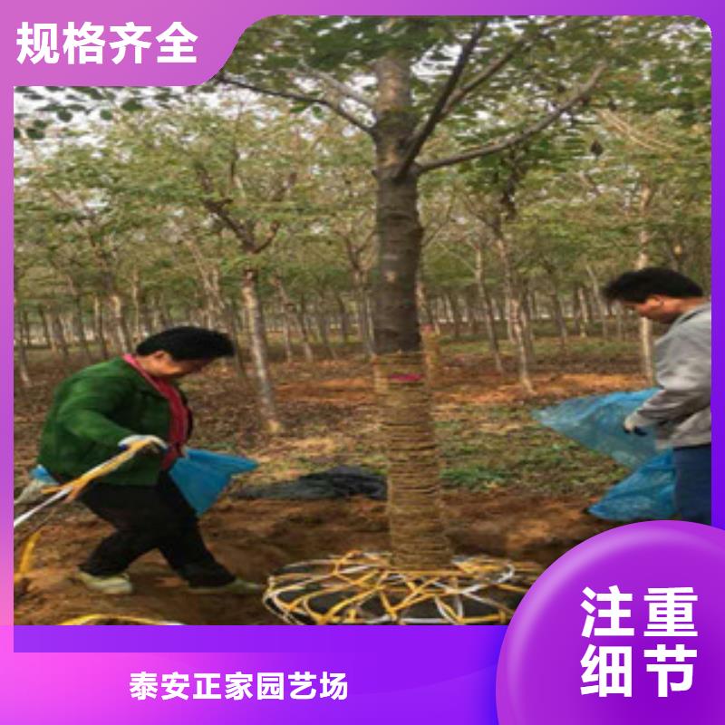 樱花-樱桃苗用品质赢得客户信赖