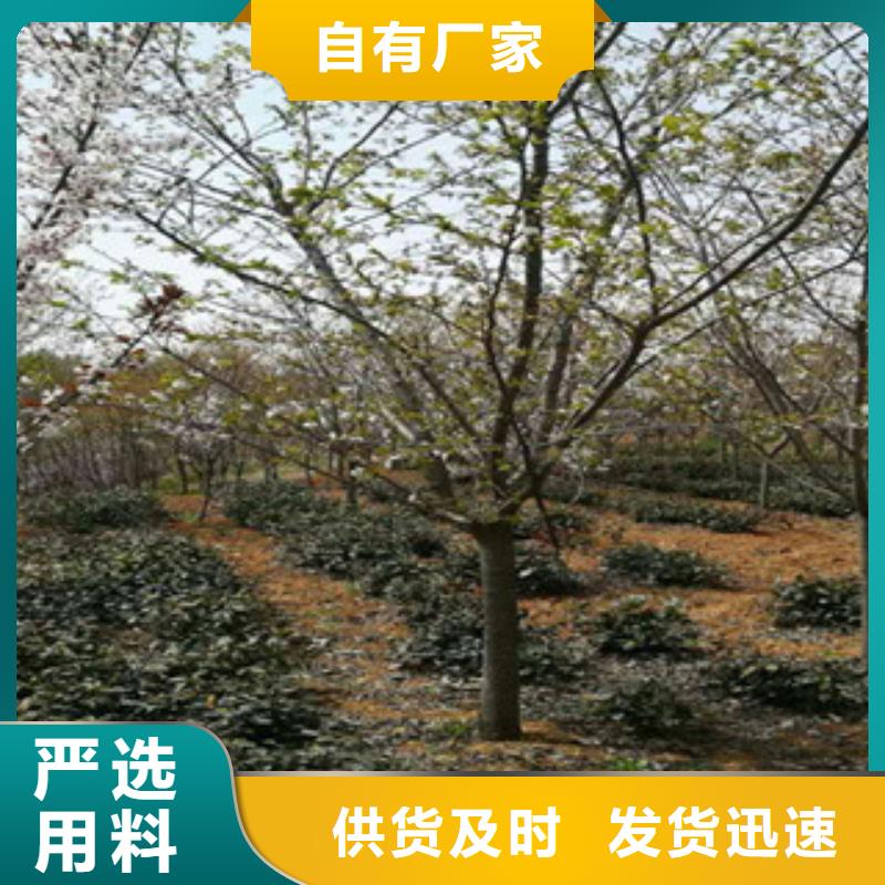 【樱花】核桃苗樱花苗长果桑树苗质优价廉