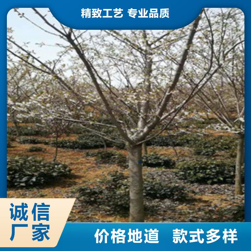 【樱花】核桃苗樱花苗长果桑树苗质优价廉