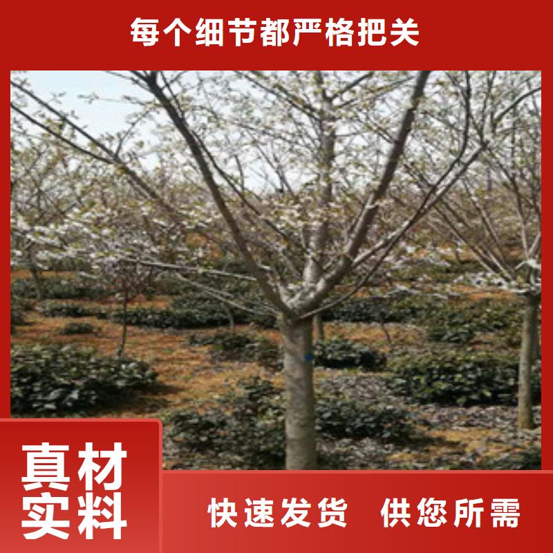 【樱花】核桃苗樱花苗长果桑树苗质优价廉