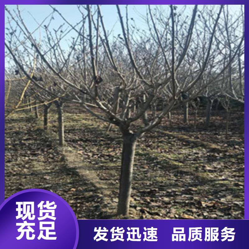 【樱花】核桃苗樱花苗长果桑树苗质优价廉