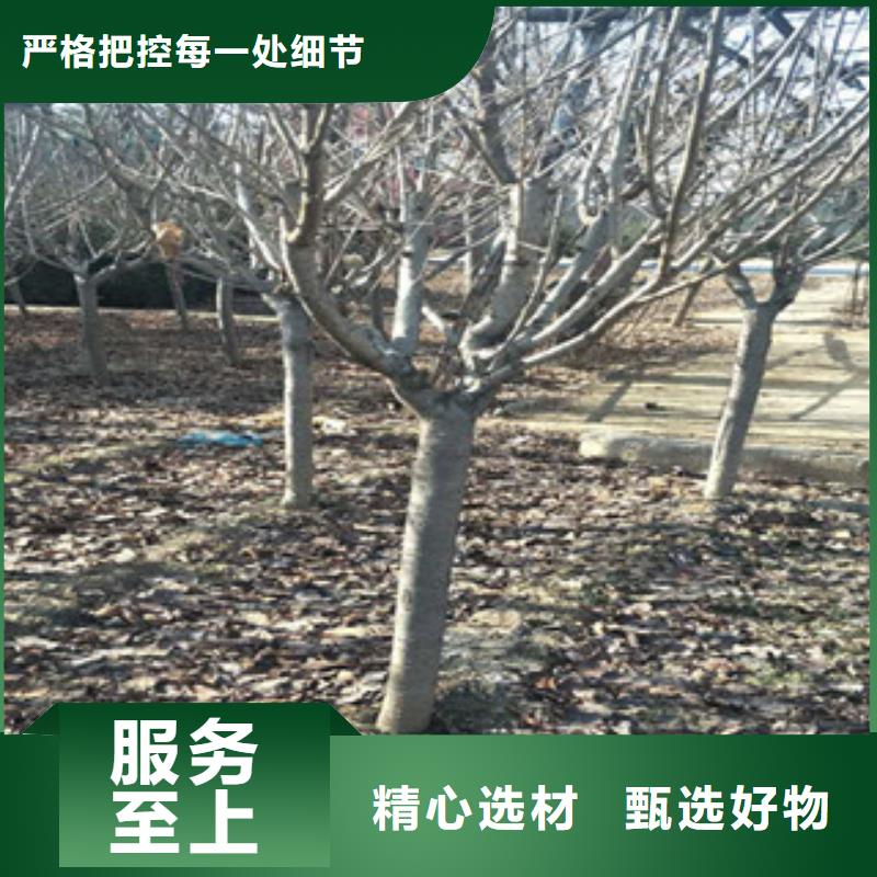 樱花占地果树价格实惠工厂直供