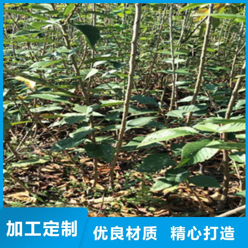 【樱花占地果树严选好货】