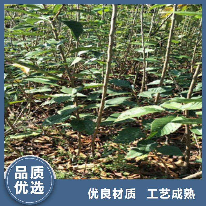 【樱花】核桃苗樱花苗长果桑树苗质优价廉