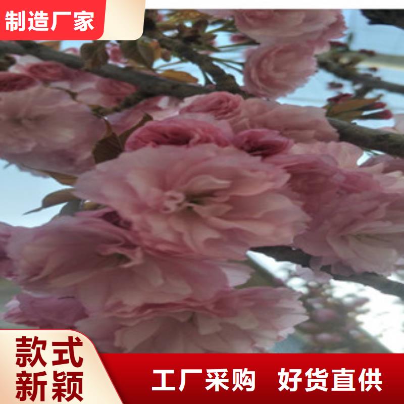 樱花樱桃苗工厂直销