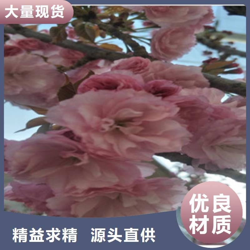 樱花-钙果苗经销商