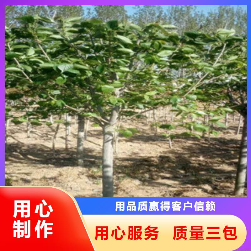 樱花核桃苗樱花苗长果桑树苗诚信经营现货现发