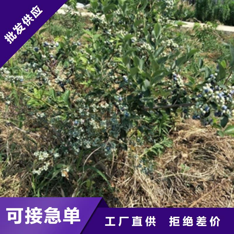 【蓝莓苗】_核桃苗樱花苗长果桑树苗48小时发货