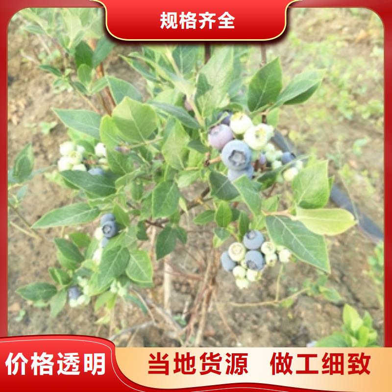 【蓝莓苗】_核桃苗樱花苗长果桑树苗48小时发货