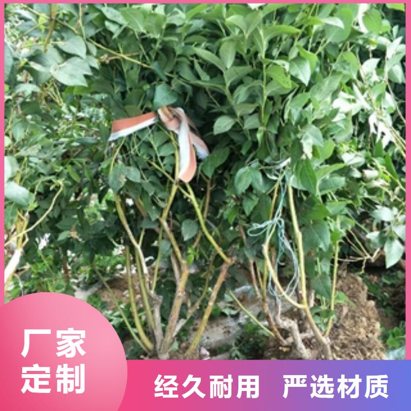 蓝莓苗,樱桃苗用心提升细节