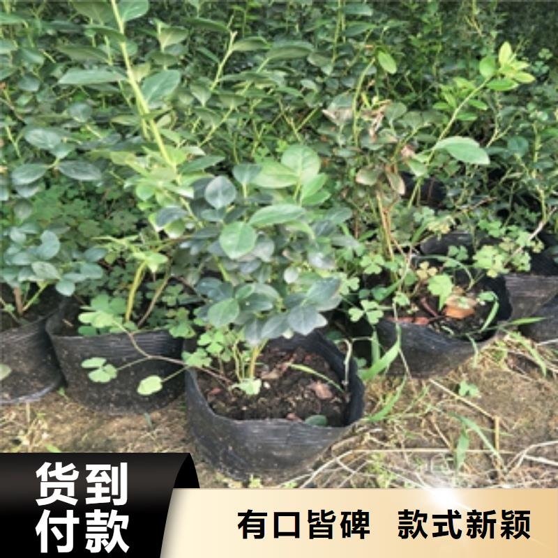 【蓝莓苗绿化树绿化工程免费安装】