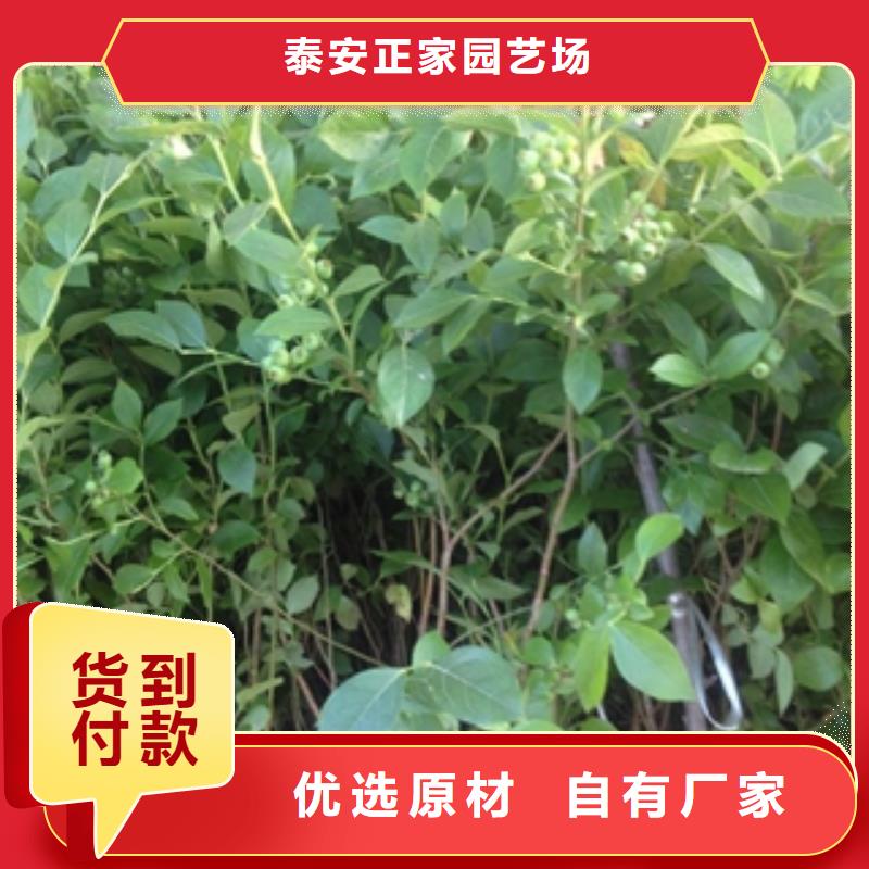 【蓝莓苗核桃苗樱花苗长果桑树苗多种场景适用】