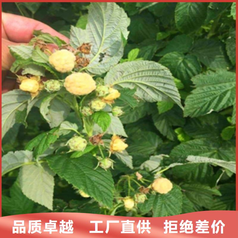 (正家)-|郏县|叶县|安阳|开封|信阳|周口树莓苗_【占地果树】生产厂家源头厂家量大价优