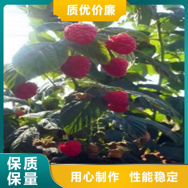|细河|彰武|辽阳|盘锦|大连|抚顺树莓苗,【碧桃】价格透明-(正家)