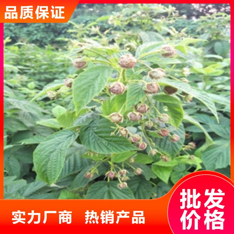 (正家)-|郏县|叶县|安阳|开封|信阳|周口树莓苗_【占地果树】生产厂家源头厂家量大价优