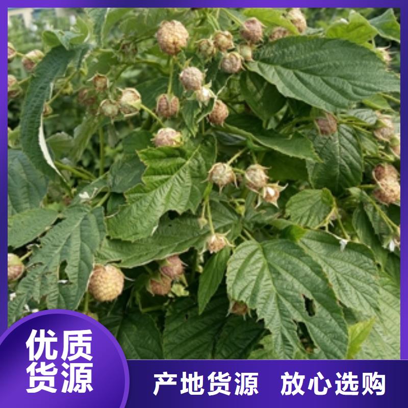 (正家)【 树莓苗-占地果树价格合理】