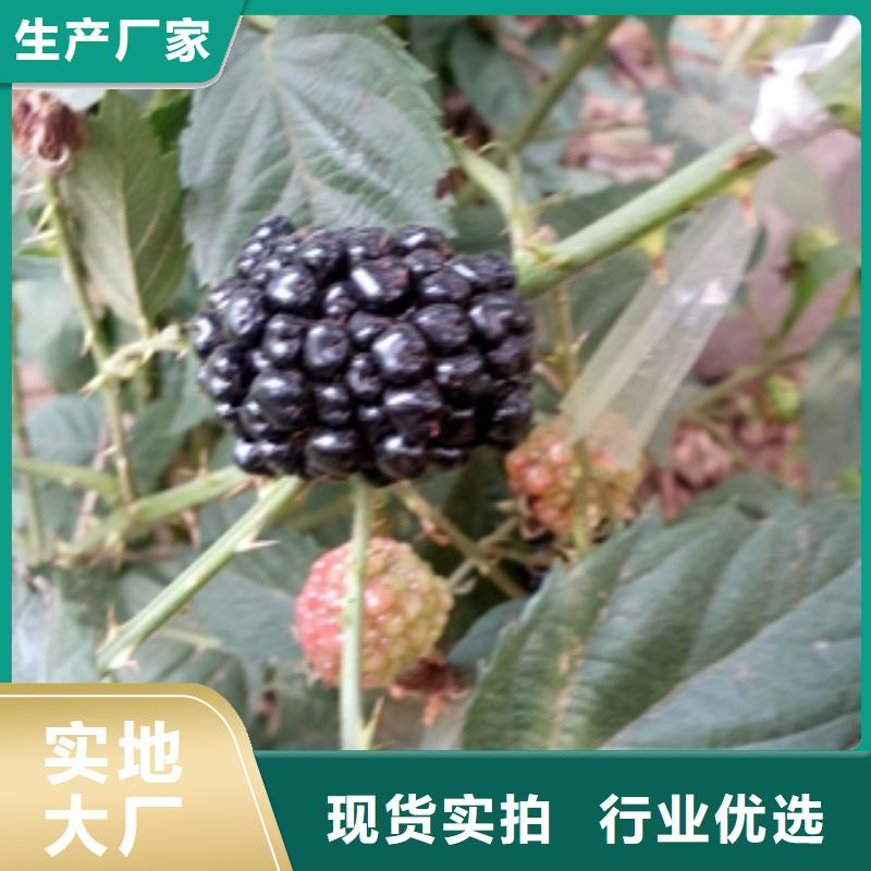|细河|彰武|辽阳|盘锦|大连|抚顺树莓苗,【碧桃】价格透明-(正家)