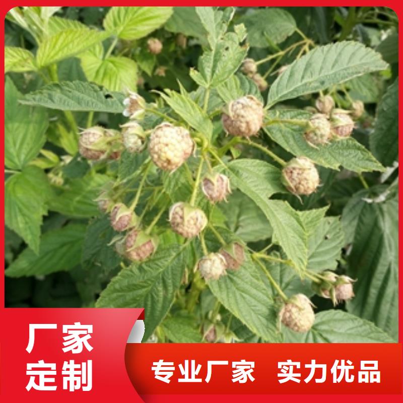 (正家)【 树莓苗-占地果树价格合理】