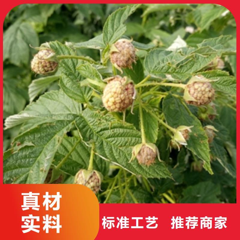 (正家)【 树莓苗-占地果树价格合理】