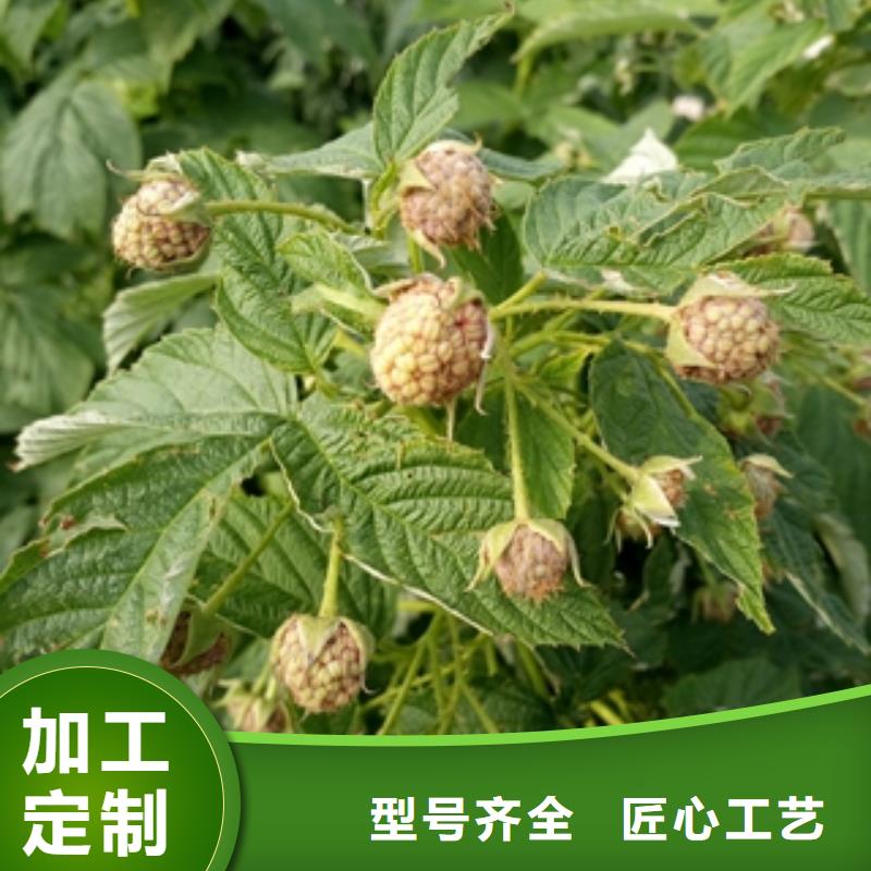 |细河|彰武|辽阳|盘锦|大连|抚顺树莓苗,【碧桃】价格透明-(正家)