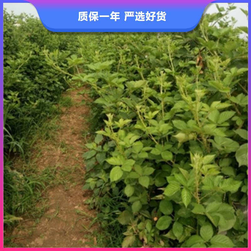 (正家)【 树莓苗-占地果树价格合理】