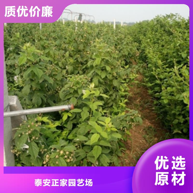 |细河|彰武|辽阳|盘锦|大连|抚顺树莓苗,【碧桃】价格透明-(正家)