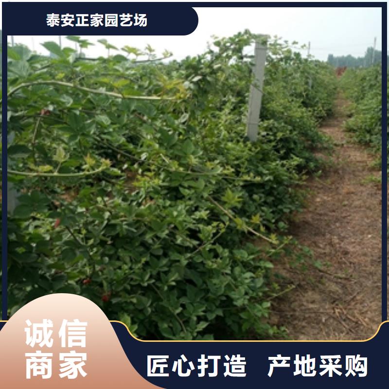 (正家)-|郏县|叶县|安阳|开封|信阳|周口树莓苗_【占地果树】生产厂家源头厂家量大价优