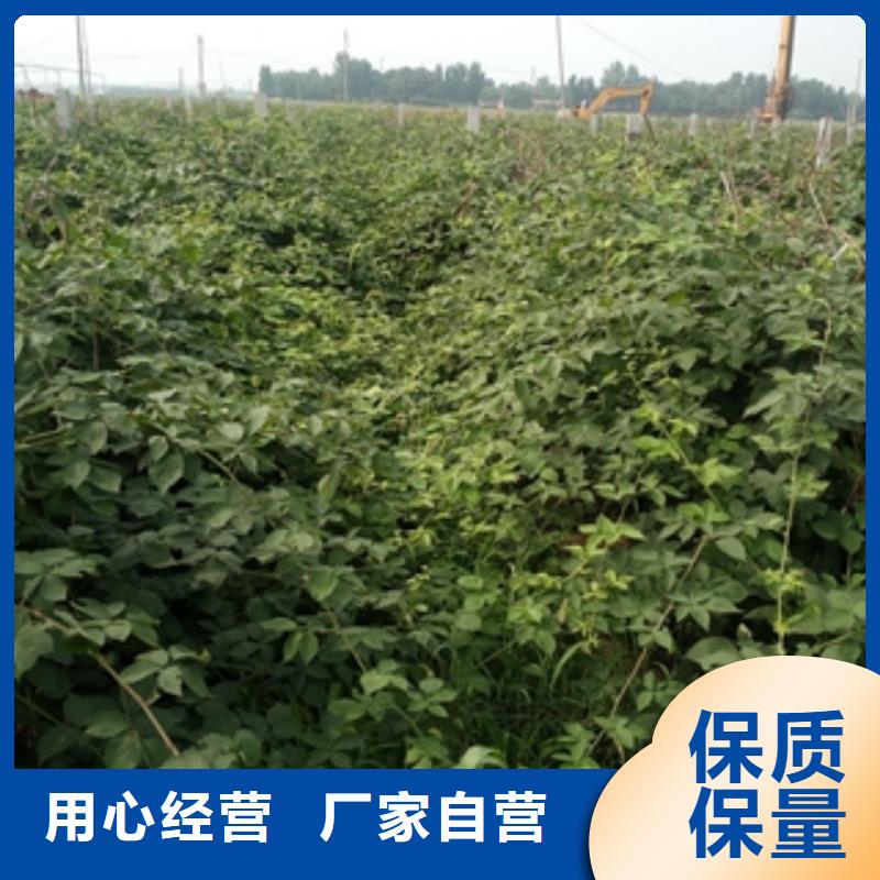 |细河|彰武|辽阳|盘锦|大连|抚顺树莓苗,【碧桃】价格透明-(正家)
