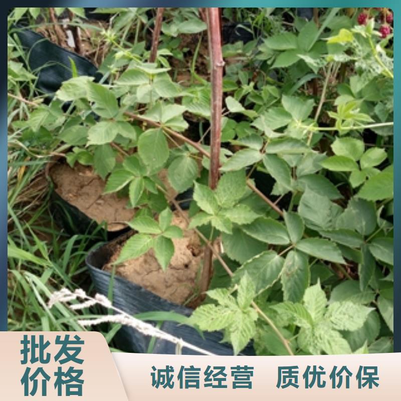 |细河|彰武|辽阳|盘锦|大连|抚顺树莓苗,【碧桃】价格透明-(正家)