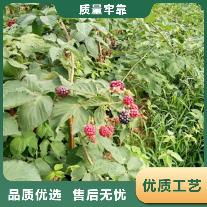 |细河|彰武|辽阳|盘锦|大连|抚顺树莓苗,【碧桃】价格透明-(正家)