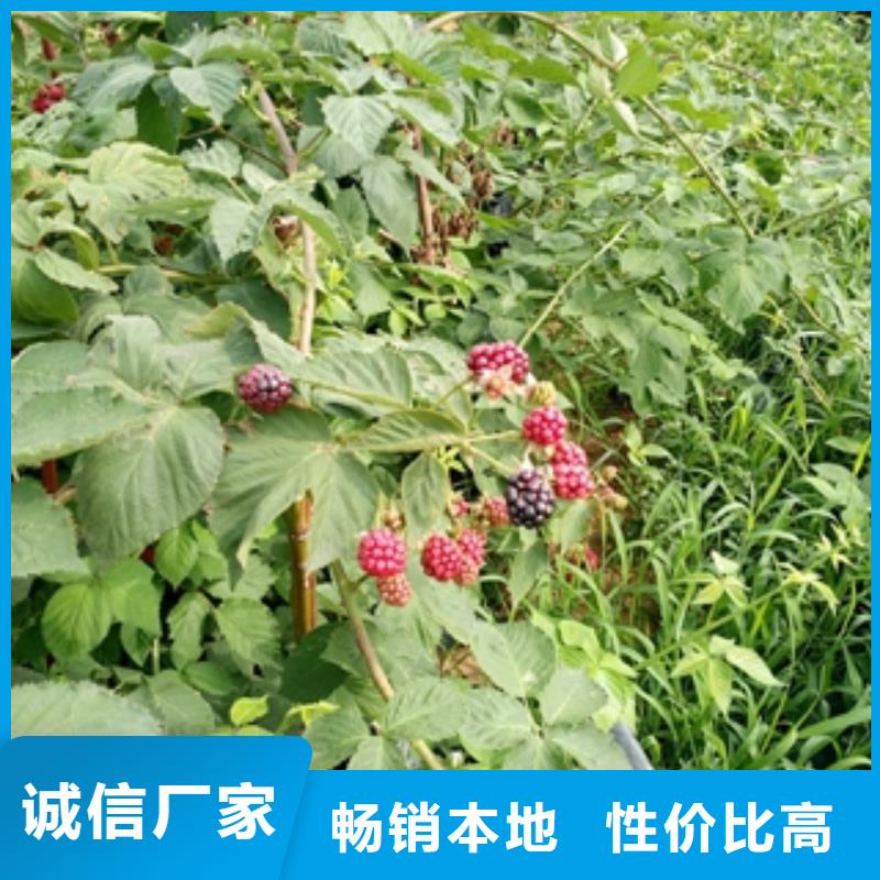 (正家)【 树莓苗-占地果树价格合理】