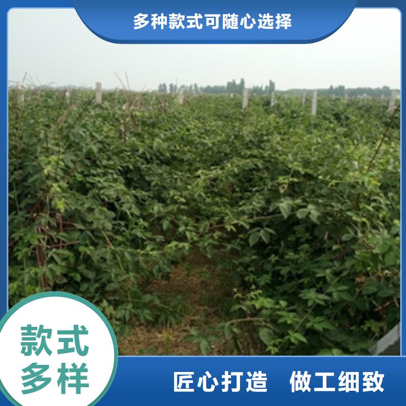 |细河|彰武|辽阳|盘锦|大连|抚顺树莓苗,【碧桃】价格透明-(正家)