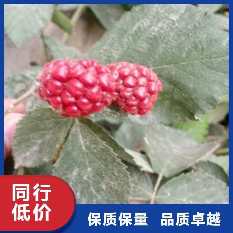 |细河|彰武|辽阳|盘锦|大连|抚顺树莓苗,【碧桃】价格透明-(正家)