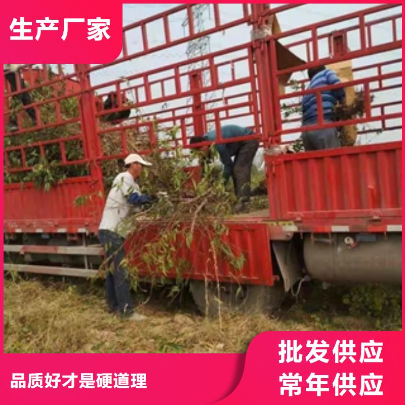 桃树【核桃苗樱花苗长果桑树苗】出厂价