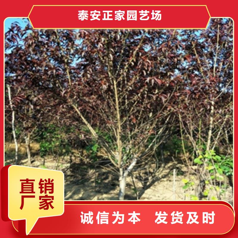 桃树-国槐厂家货源