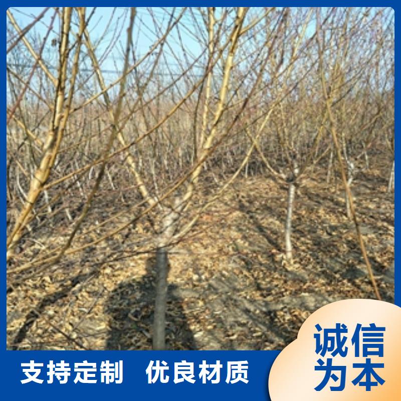 【桃树】泰山景松造型景松源头厂家量大价优