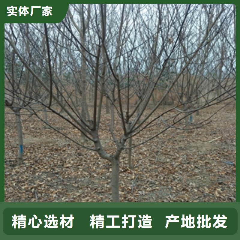 桃树蓝莓苗产地采购