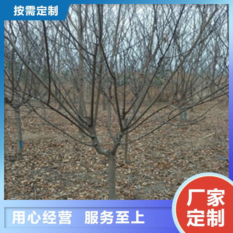 桃树【核桃苗樱花苗长果桑树苗】现货充裕