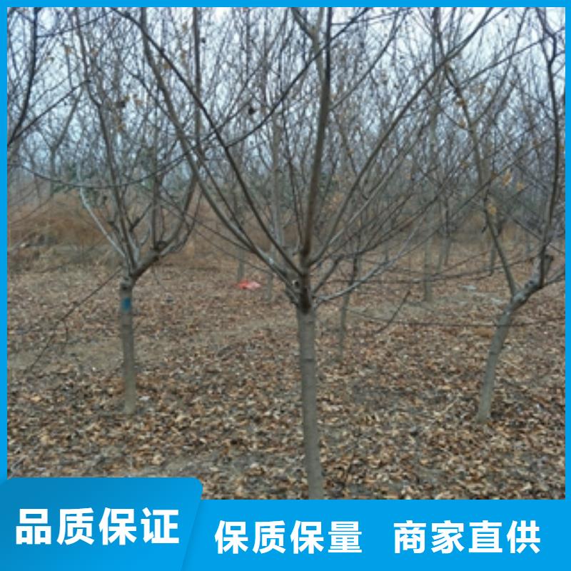 桃树泰山景松造型景松价格有优势