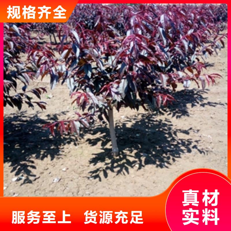 桃树钙果苗专业的生产厂家
