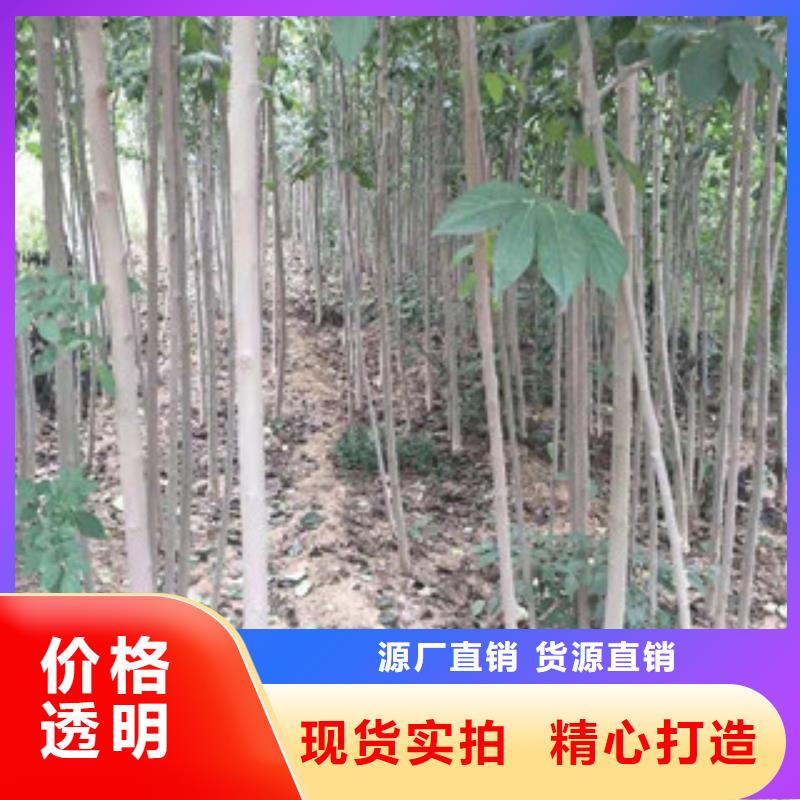 【 杜仲-占地果树精心】买的放心安兴用的舒心
