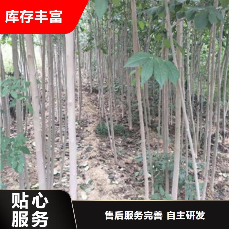 杜仲_【占地果树】用心细节-服务范围包括临汾|吕梁|运城|阳泉|太原等