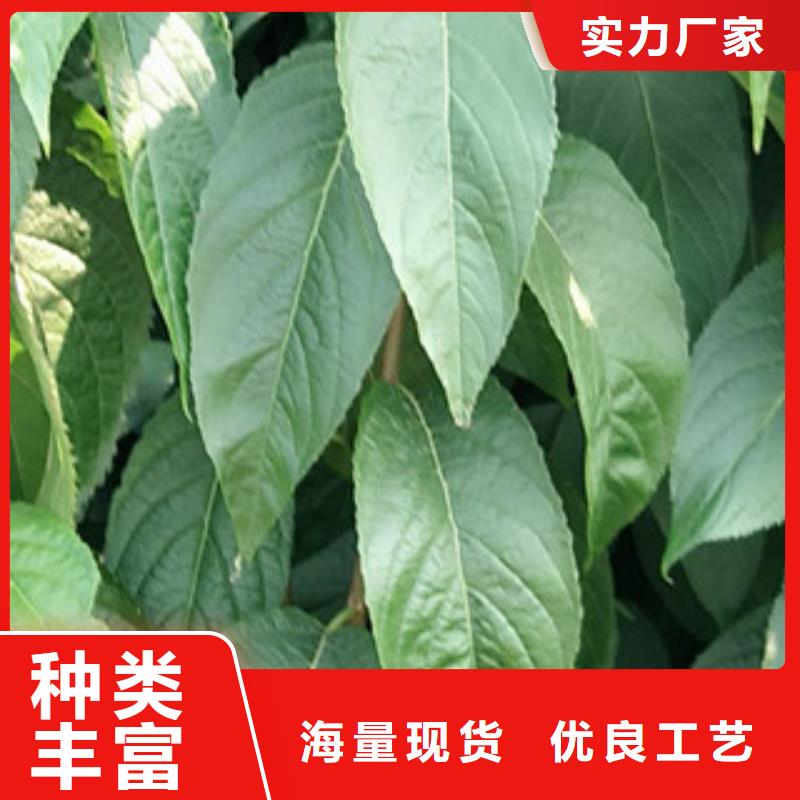 杜仲_【占地果树】用心细节-服务范围包括临汾|吕梁|运城|阳泉|太原等