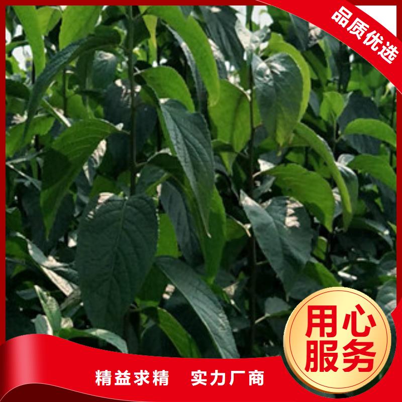 杜仲_【占地果树】用心细节-服务范围包括临汾|吕梁|运城|阳泉|太原等