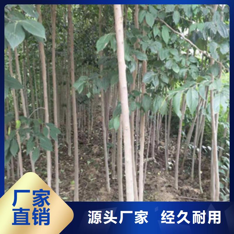 杜仲_【占地果树】用心细节-服务范围包括临汾|吕梁|运城|阳泉|太原等