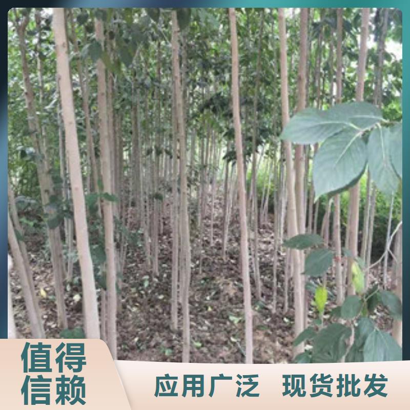 【 杜仲-占地果树精心】买的放心安兴用的舒心