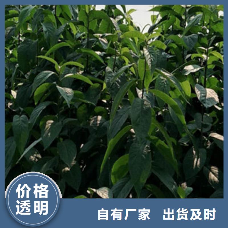 【 杜仲-占地果树精心】买的放心安兴用的舒心