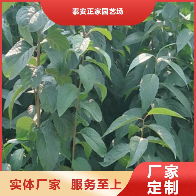 【 杜仲-占地果树精心】买的放心安兴用的舒心