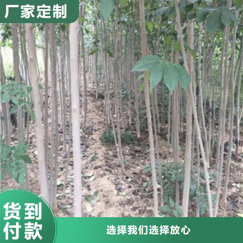 【 杜仲-占地果树精心】买的放心安兴用的舒心
